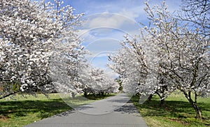 Private street of cherry trees