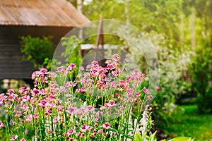 private summer cottage garden view with blooming astrantia.