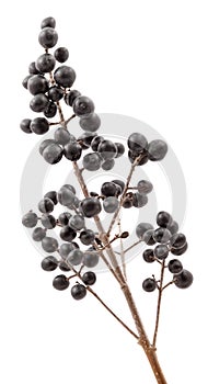 Privet berries.