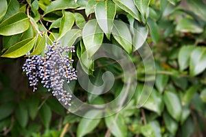 Privet berries bush