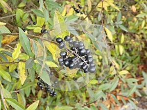 Privet bush in autumn with black berries