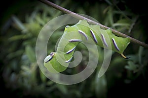 Privet Hawk Moth Caterpillar