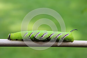 The privet hawk moth caterpillar & x28;Sphinx ligustri& x29;