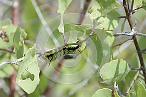 A Privet Hawk Moth caterpillar Sphinx ligustri feeding on a tree, Espanola Island, Galapagos Islands, Ecuador, South America photo