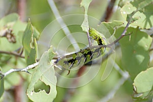 A Privet Hawk Moth caterpillar Sphinx ligustri feeding on a tree, Espanola Island, Galapagos Islands, Ecuador, South America photo