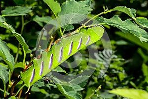 Privet hawk moth, espoo photo