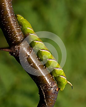 Privet hawk moth, espoo