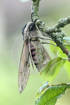 Privet hawk moth, Sphinx ligustri