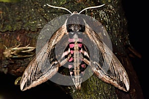 Privet hawk-moth (Sphinx ligustri)
