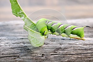 Privet Hawk-moth Sphinx ligustri caterpillar