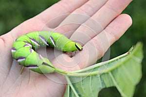 Privet Hawk-moth Sphinx ligustri caterpillar