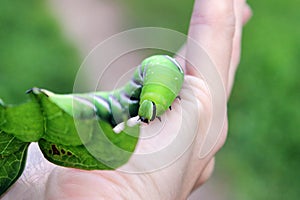 Privet Hawk-moth Sphinx ligustri caterpillar