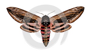 Privet Hawk Moth photo