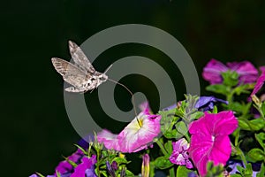 Privet Hawk Moth, Sphinx ligustri photo