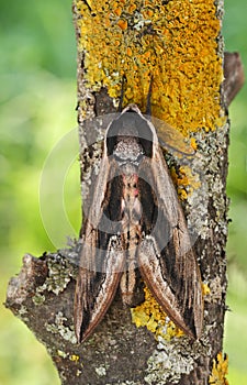 Privet hawk mothSphinx ligustri