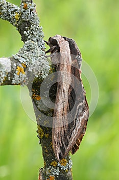 Privet hawk mothSphinx ligustri