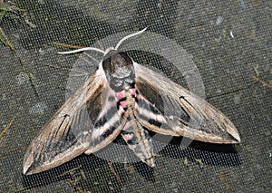 Privet Hawkmoth