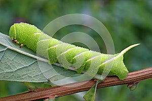 Privet Hawkmoth Caterpillar