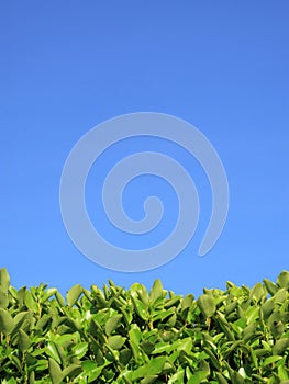 Privet Hedge and blue sky background photo