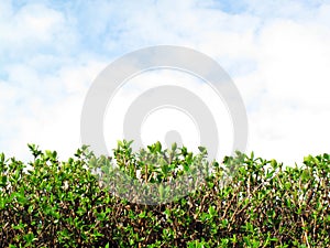 Privet Hedge and sky with clouds