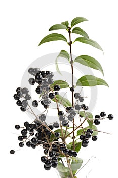 Privet, Ligustrum, berries on twigs