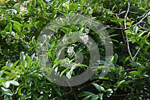 Privet Ligustrum obtusifolium flowers.