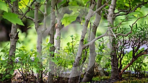 Privileged View Deep into the Hidden Bonsai Forest