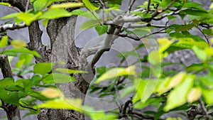 Privileged View Deep into the Hidden Bonsai Forest
