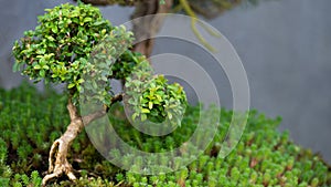 Privileged View Deep into the Hidden Bonsai Forest