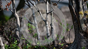 Privileged View Deep into the Hidden Bonsai Forest