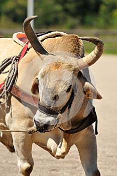 Prize bull, Bogota, Colombia