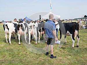 Prize cows and jury member on dairy cattle show in holland