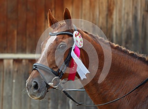 Prize-winning horse at a show