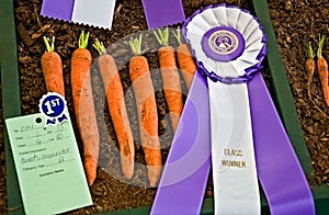 Prize Winning Imperator Carrots