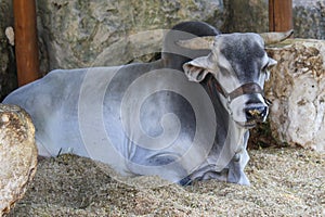 Prized brahma bull resting in Mexican stable.