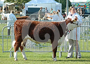 Prized Bull at a County show