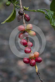 Prized Hawaiian Coffee Beans are red on the branch in Hawaii.