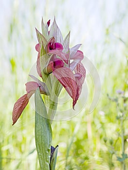 Wild orchid in habitat, probably hybrid. photo