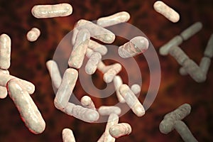 Probiotic bacteria Bacillus clausii