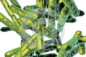 Probiotic Bacteria Bifidobacterium