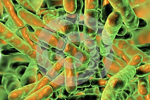 Probiotic Bacteria Bifidobacterium