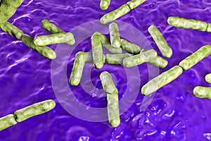 Probiotic Bacteria Bifidobacterium