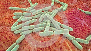 Probiotic bacteria Lactobacillus