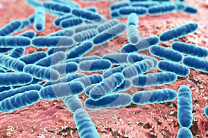 Probiotic bacteria Lactobacillus