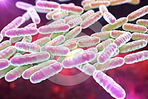 Probiotic bacteria Lactobacillus photo