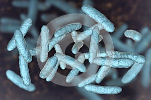 Probiotic bacteria, normal intestinal microbiota photo