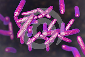 Probiotic bacteria, normal intestinal microflora