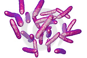 Probiotic bacteria, normal intestinal microflora photo