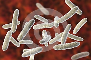 Probiotic bacteria, normal intestinal microflora