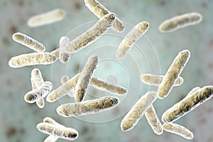Probiotic bacteria, normal intestinal microflora photo